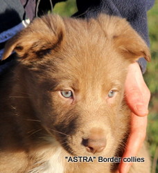 Red and white may develop tan, Male, medium to rough coat, border collie puppy